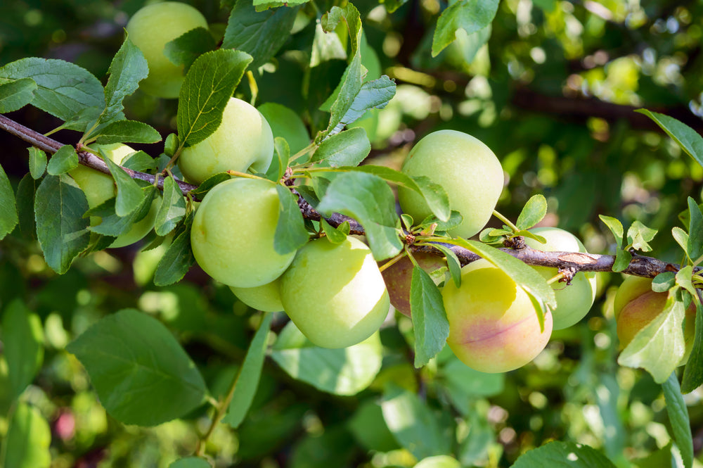 Prunus domestica ‘Greengage’ (Dwarf Greengage Plum)