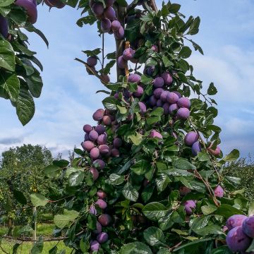Prunus Domestica 'D'Agen' (Dwarf Prune Plum)