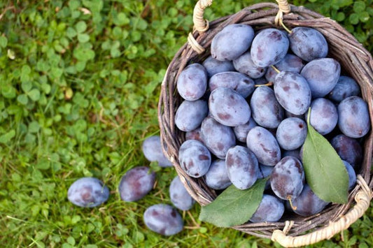 Prunus domestica 'Damson' (Plum Damson)