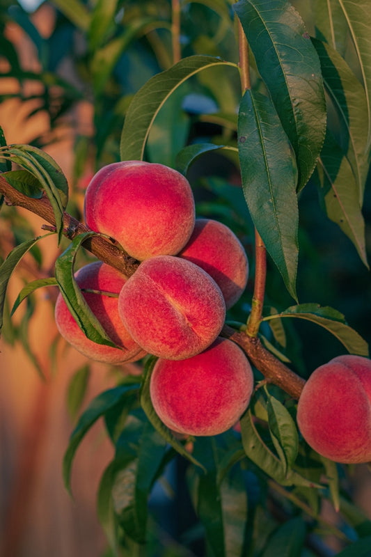 Prunus Persica 'Fresno' (Dwarf Fresno Peach)