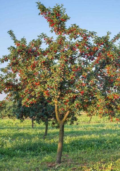 Prunus Avium ‘Stella’ (Stella Cherry)