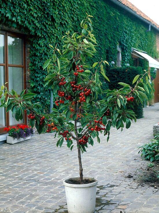 Prunus Avium ‘Stella’ (Stella Cherry)