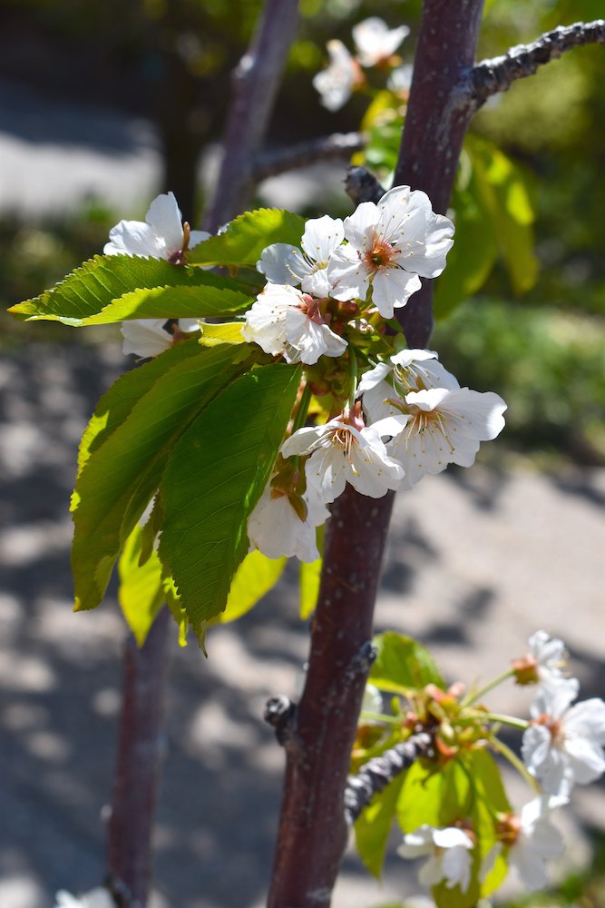 Prunus Avium ‘Stella’ (Stella Cherry)