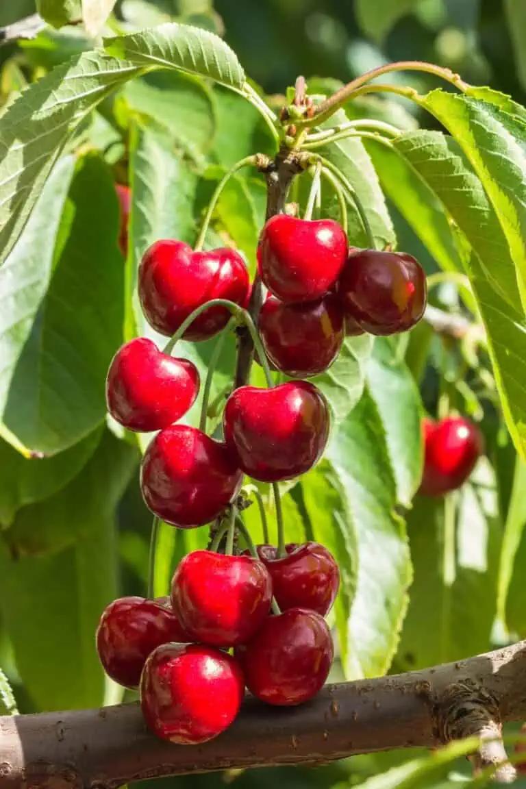 Prunus Avium ‘Stella’ (Stella Cherry)