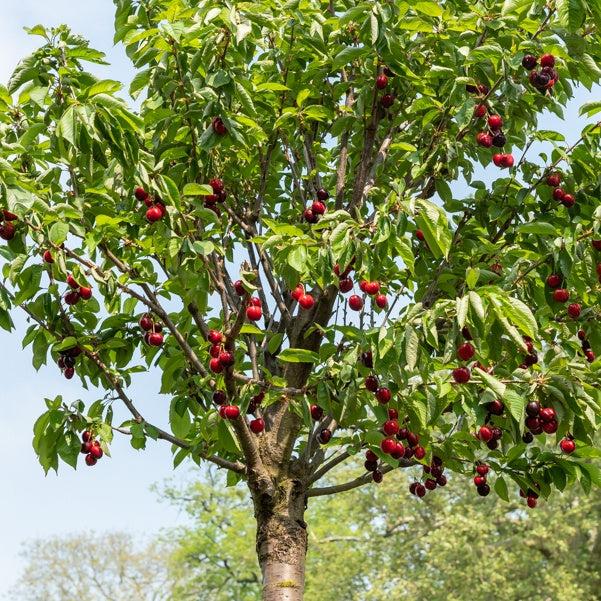 Prunus Avium (Sweet Cherry)