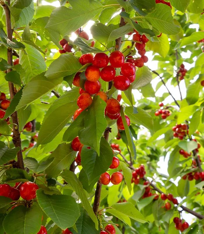 Prunus Avium (Sweet Cherry)