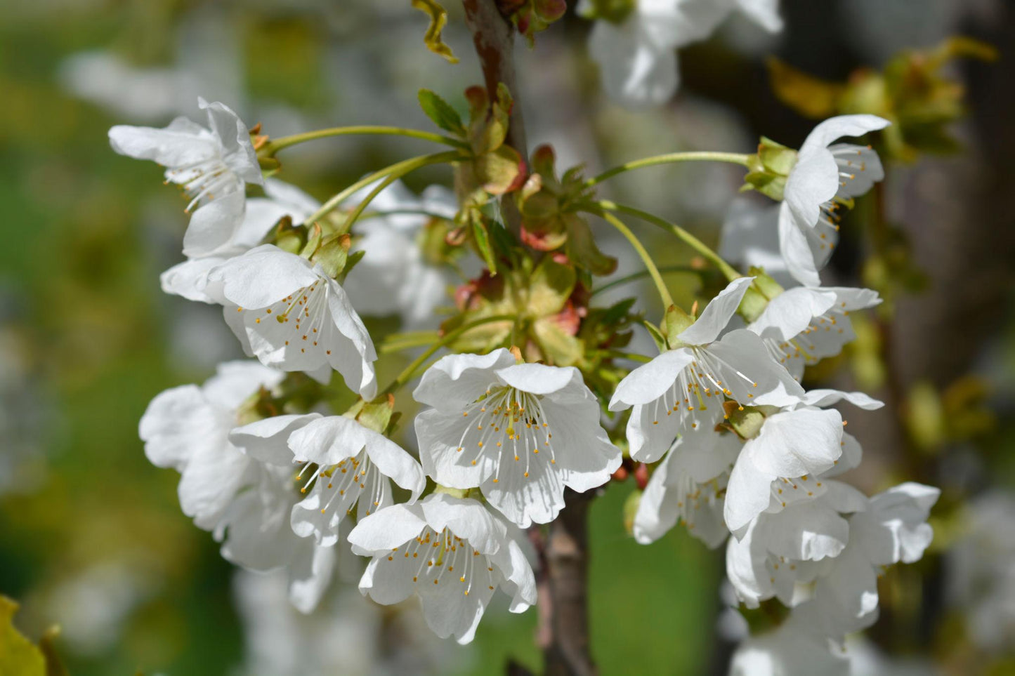 Prunus Avium (Sweet Cherry)