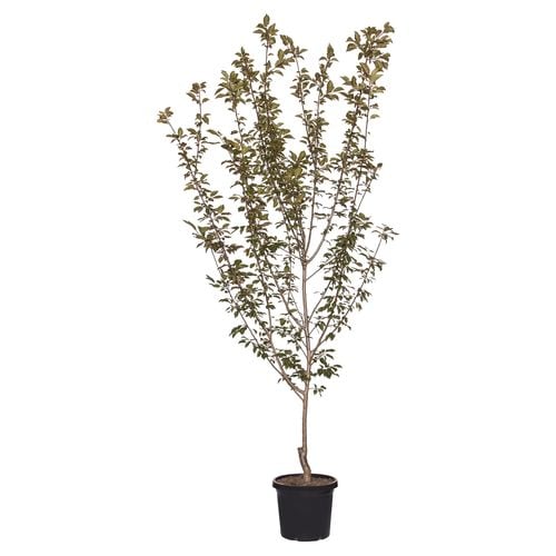 Prunus Blireana (Flowering Plum) in a pot, ready for sale at Nursery Warehouse.
