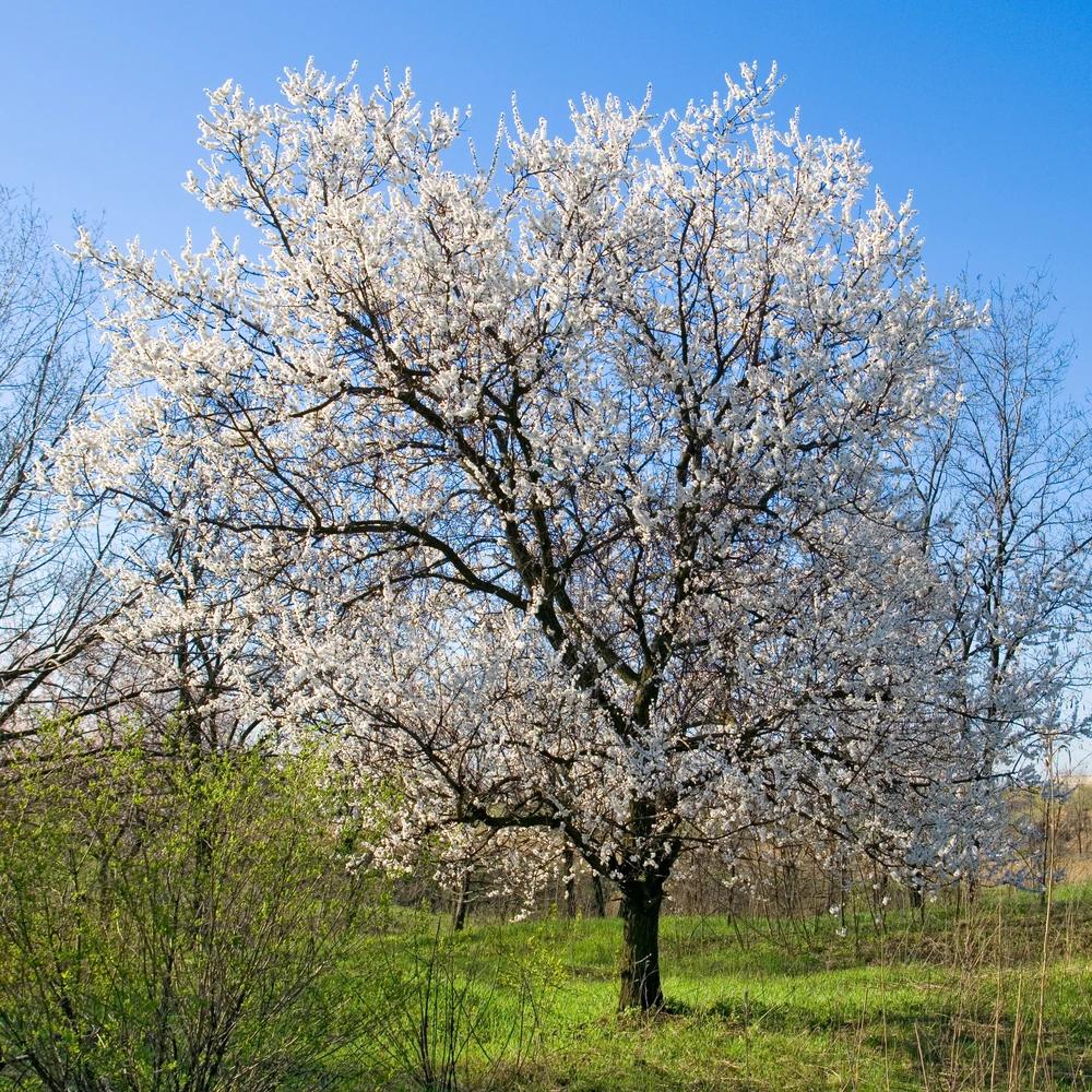 Prunus Mume ‘Alboplena’ (Double White Flowering Apricot)