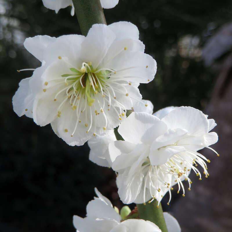 Prunus Mume ‘Alboplena’ (Double White Flowering Apricot)