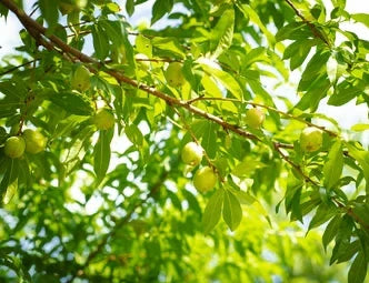 View of the foliage under the canopy of the Sunbob Nectarine tree with unripe fruit hanging.