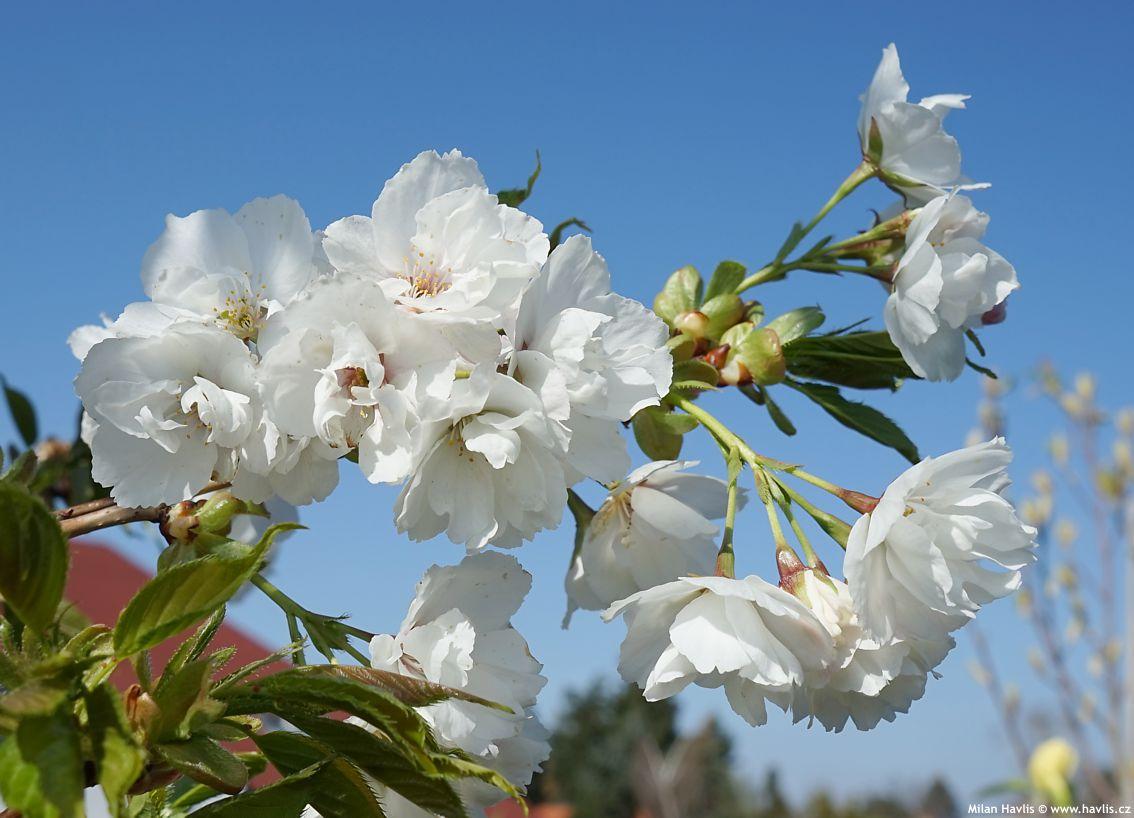 Prunus Serrulata 'Shirotae' (Mt Fuji Flowering Cherry)