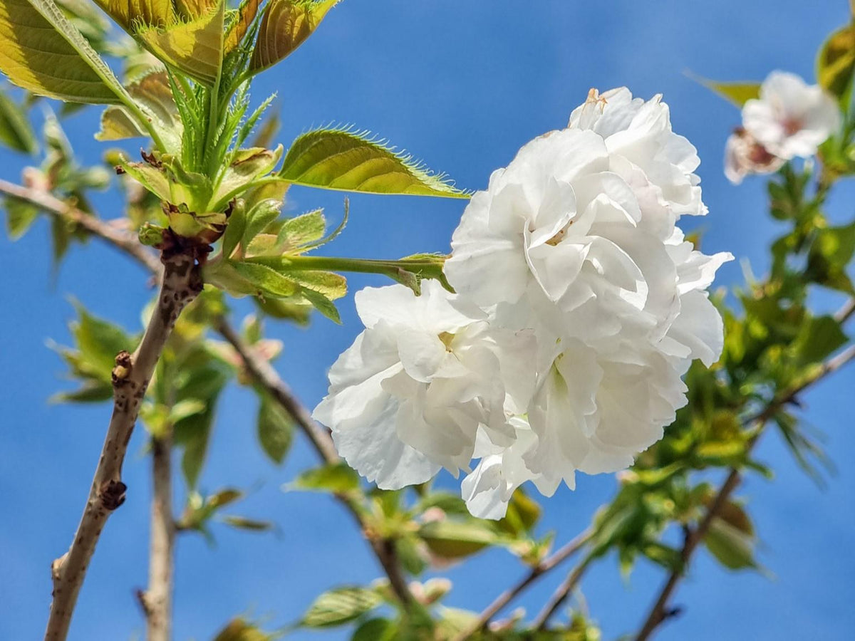 Prunus Serrulata 'Shirotae' (Mt Fuji Flowering Cherry)