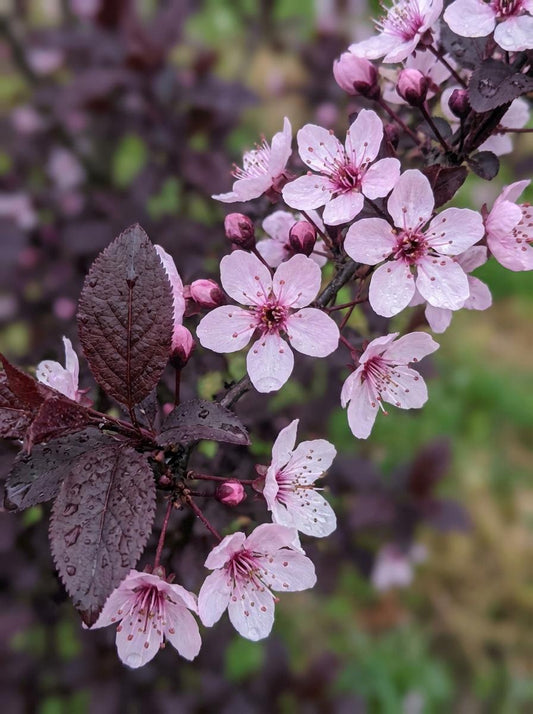 Prunus Cerasifera ‘Oakville Crimson Spire’ (Crimson Spire Ornamental Plum)