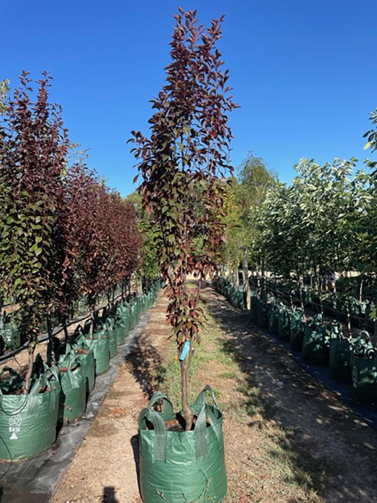 Prunus Cerasifera ‘Oakville Crimson Spire’ (Crimson Spire Ornamental Plum)