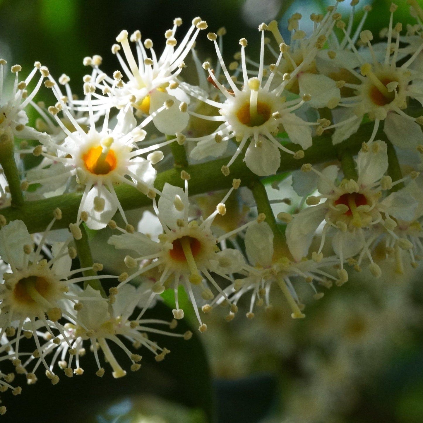 Prunus Lusitanica (Portuguese Laurel)