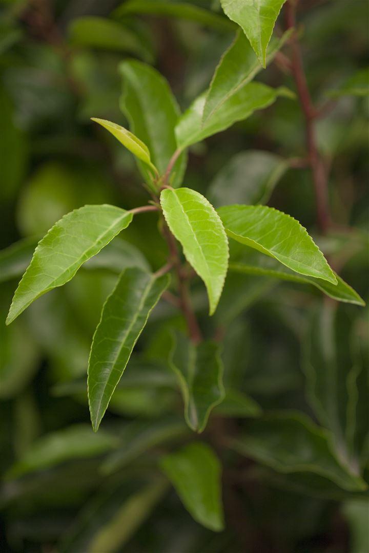 Prunus Lusitanica (Portuguese Laurel)