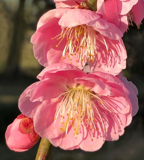 Prunus Mume ‘Pendula’ (Weeping Apricot Pink)