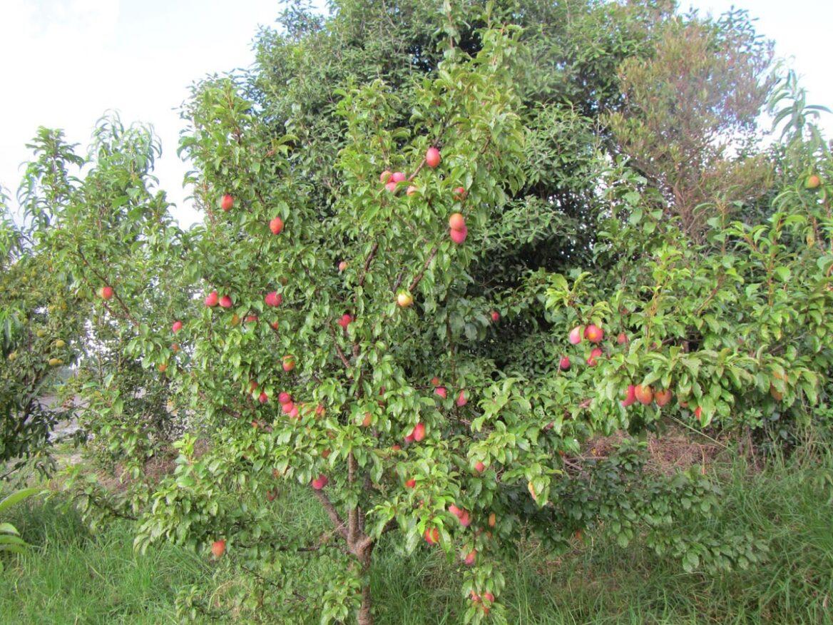 Prunus Salicina ‘Luisa’ (Luisa Plum)