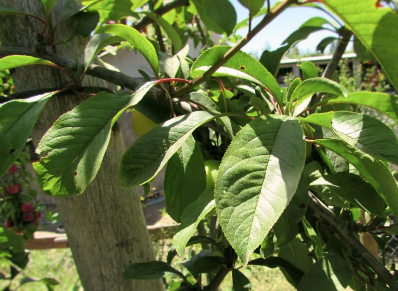 Prunus Salicina ‘Luisa’ (Luisa Plum)