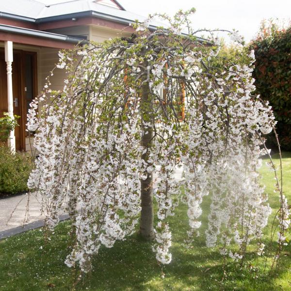 Prunus Subhirtella Falling Snow (White Weeping Cherry)