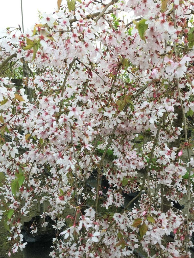 Prunus Subhirtella Falling Snow (White Weeping Cherry)