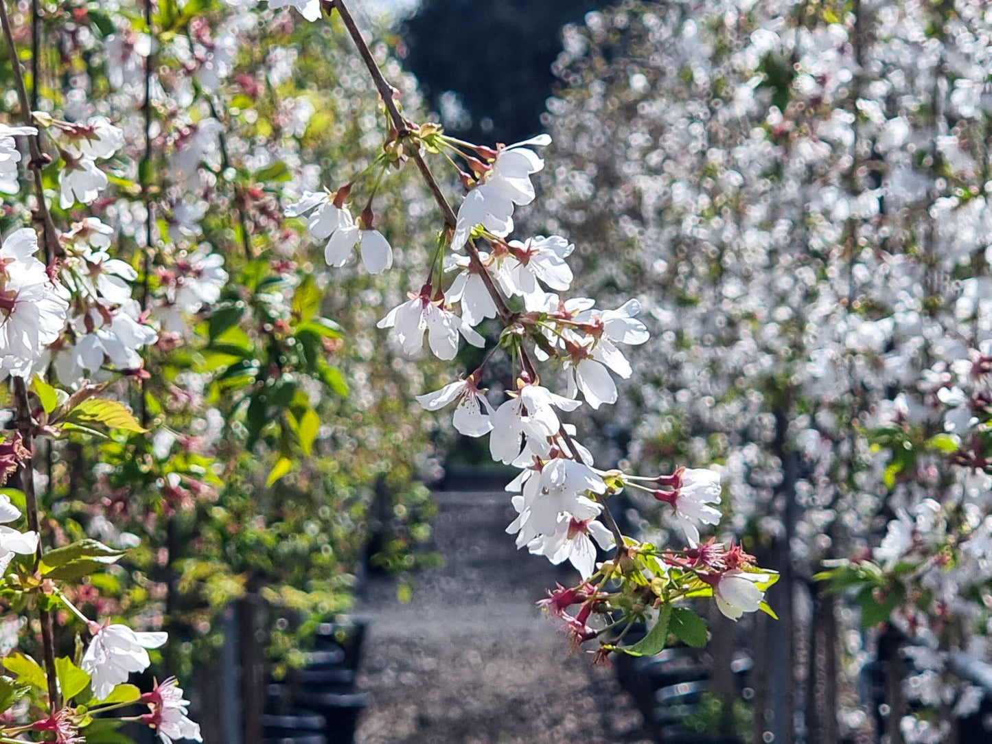 Prunus Subhirtella Falling Snow (White Weeping Cherry)