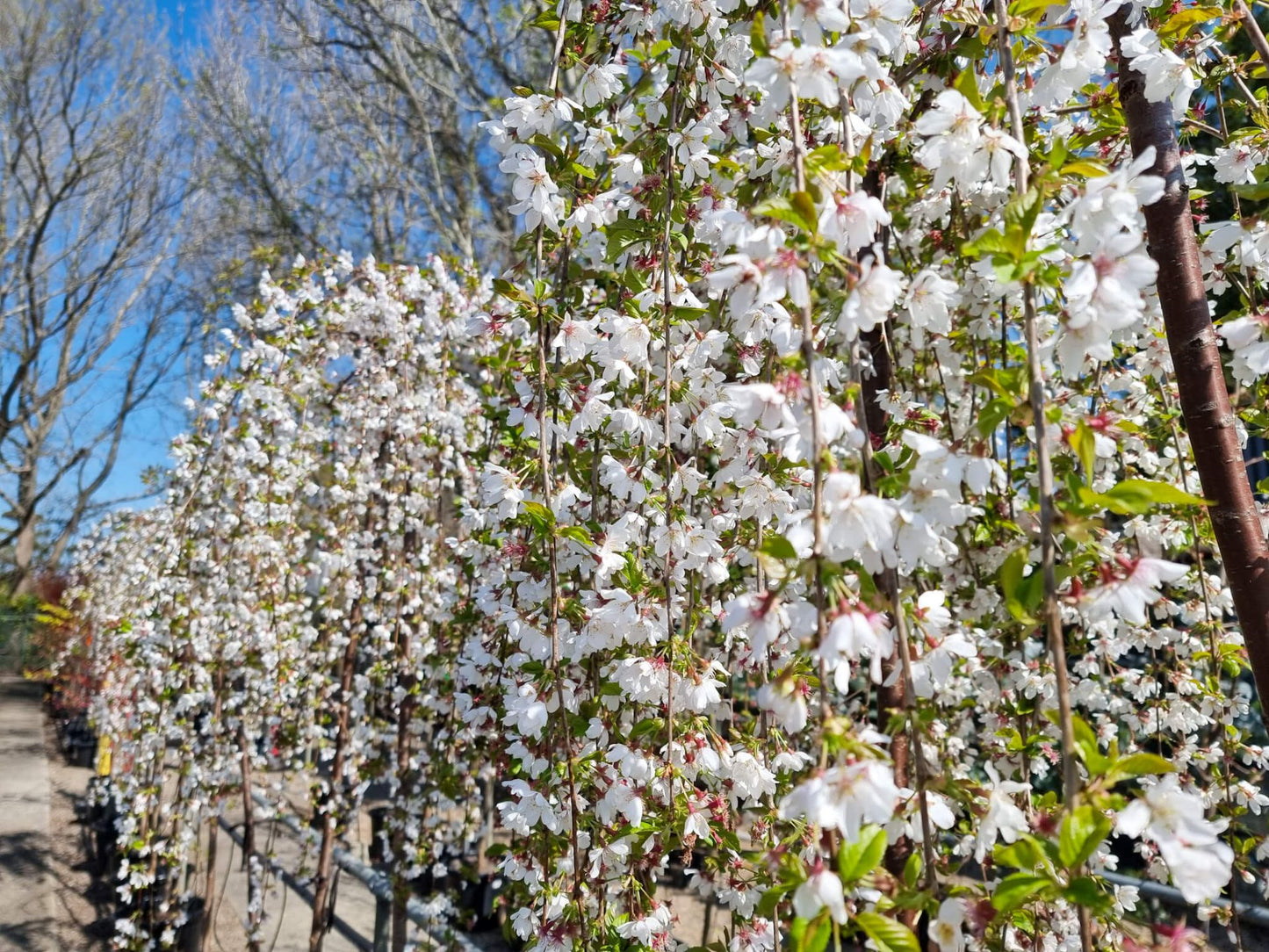 Prunus Subhirtella Falling Snow (White Weeping Cherry)