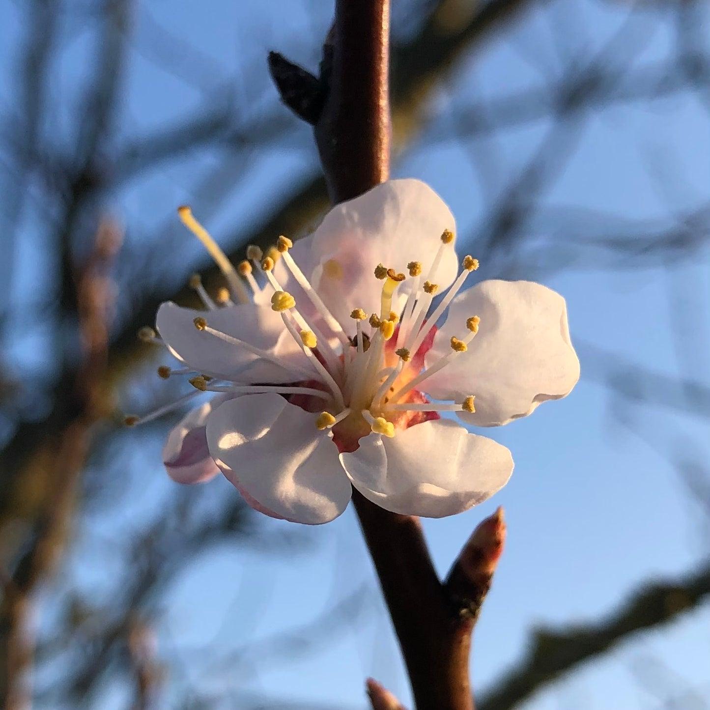 Prunus Armeniaca ‘Moorpark’ (Moorpark Apricot)
