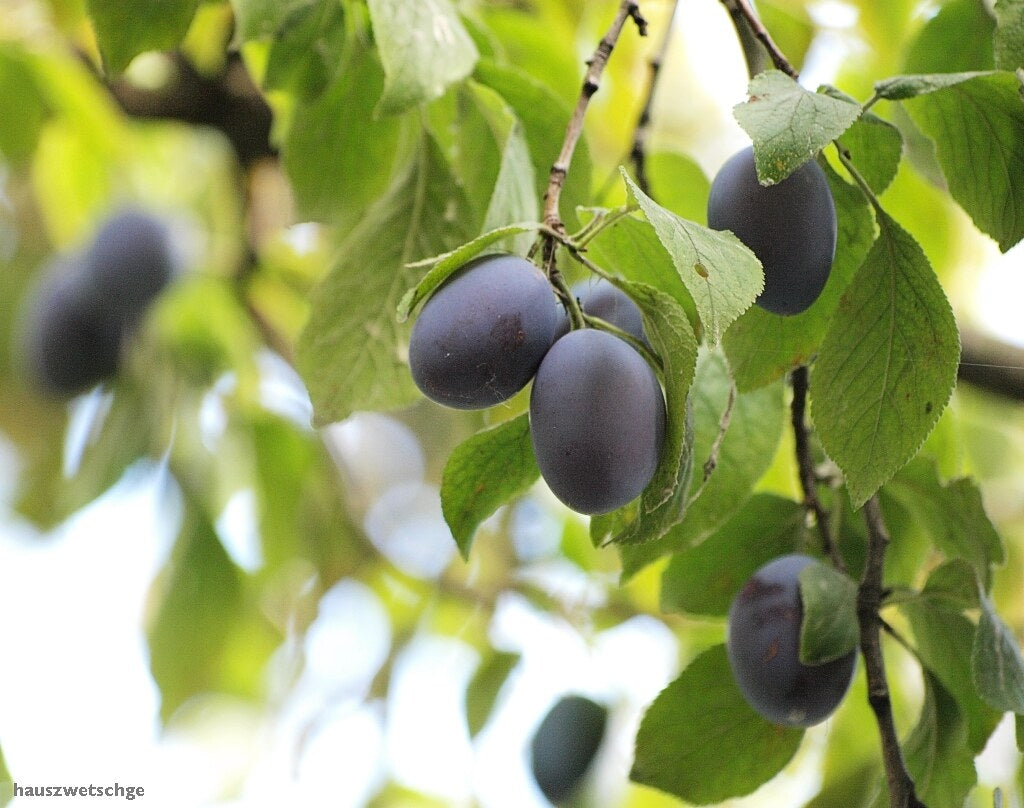 Prunus domestica ‘Sugar Plum’