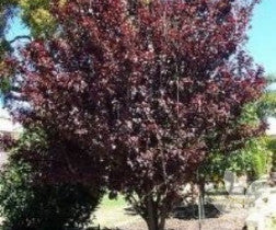 Prunus virginiana 'Purple Jewel' (Purple Jewel Flowering Plum)
