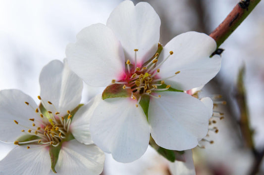 Prunus dulcis (Almond)