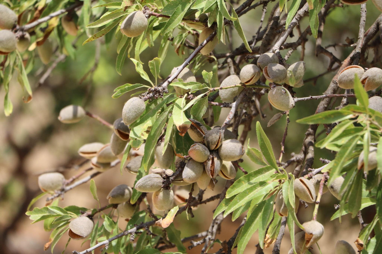 Prunus dulcis (Almond)