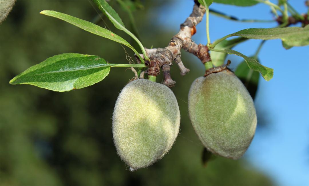 Prunus dulcis (Almond)