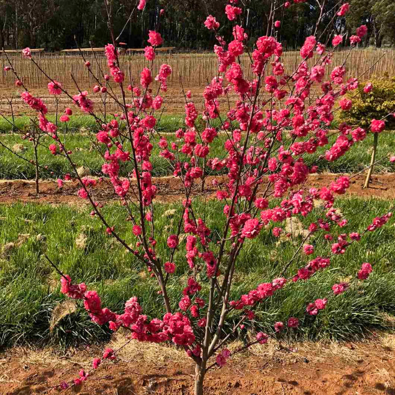 Prunus Persica 'Valley Red' (Peach Valley Red) Super Dwarf