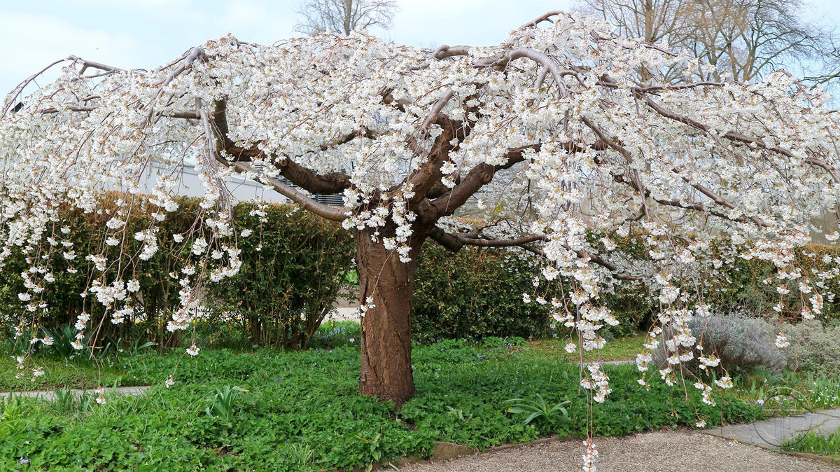 Prunus × Subhirtella ‘Pendula Alba’ (White Weeping Cherry)
