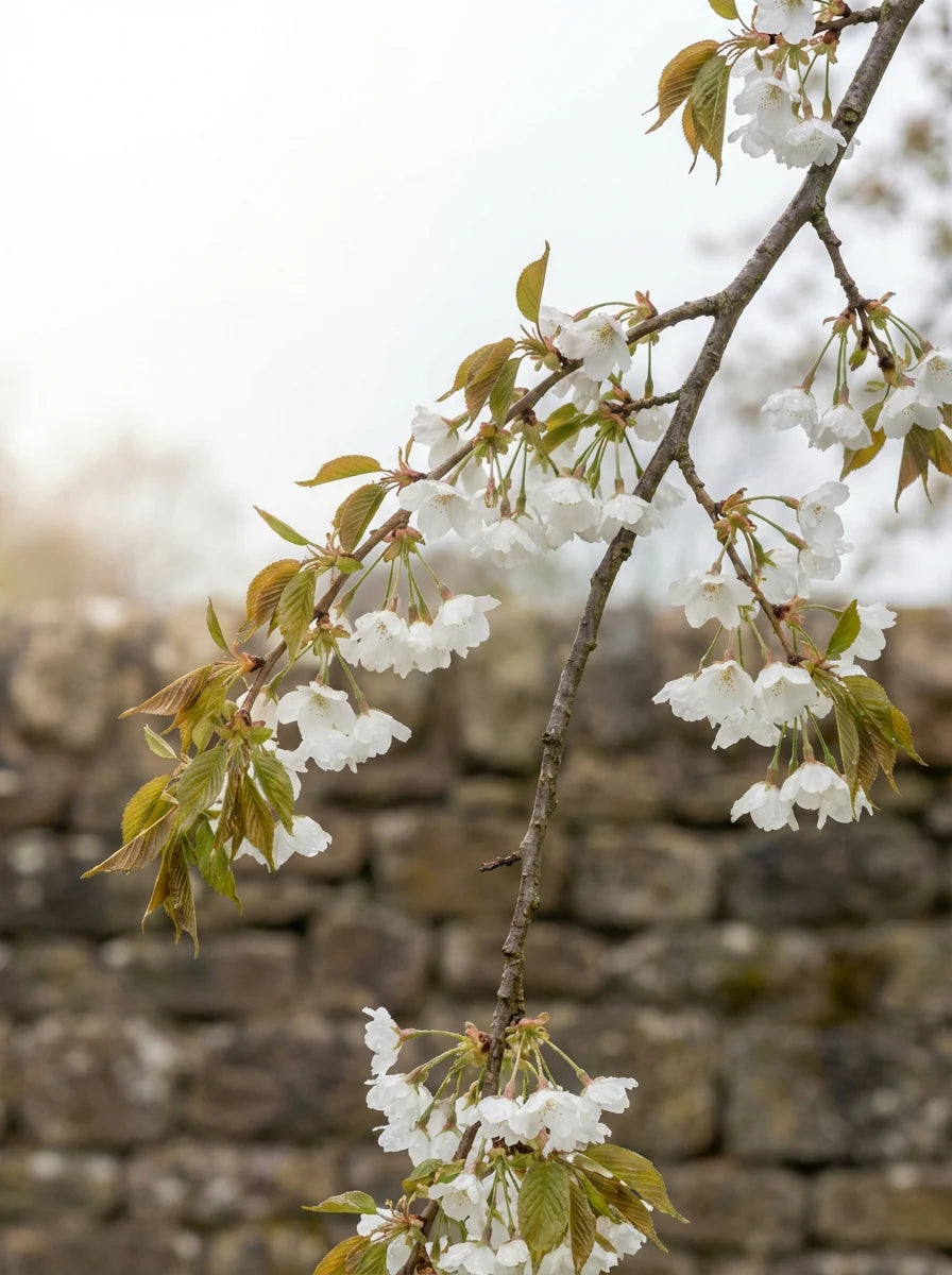 Prunus × Subhirtella ‘Pendula Alba’ (White Weeping Cherry)