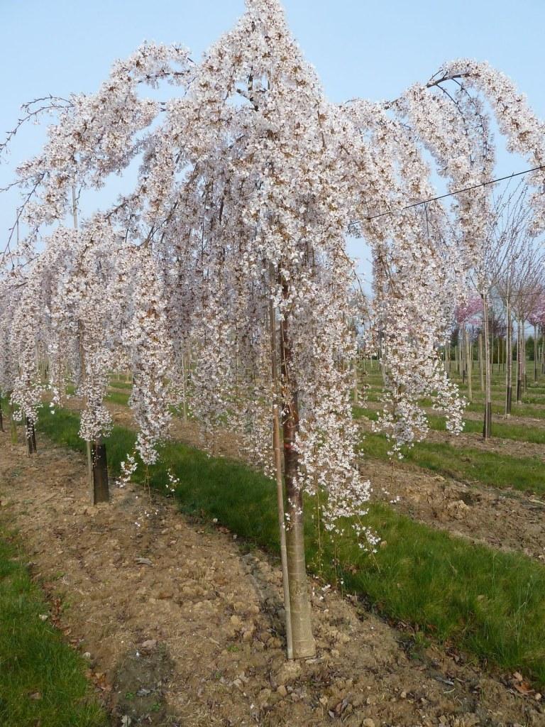 Prunus × Subhirtella ‘Pendula Alba’ (White Weeping Cherry)