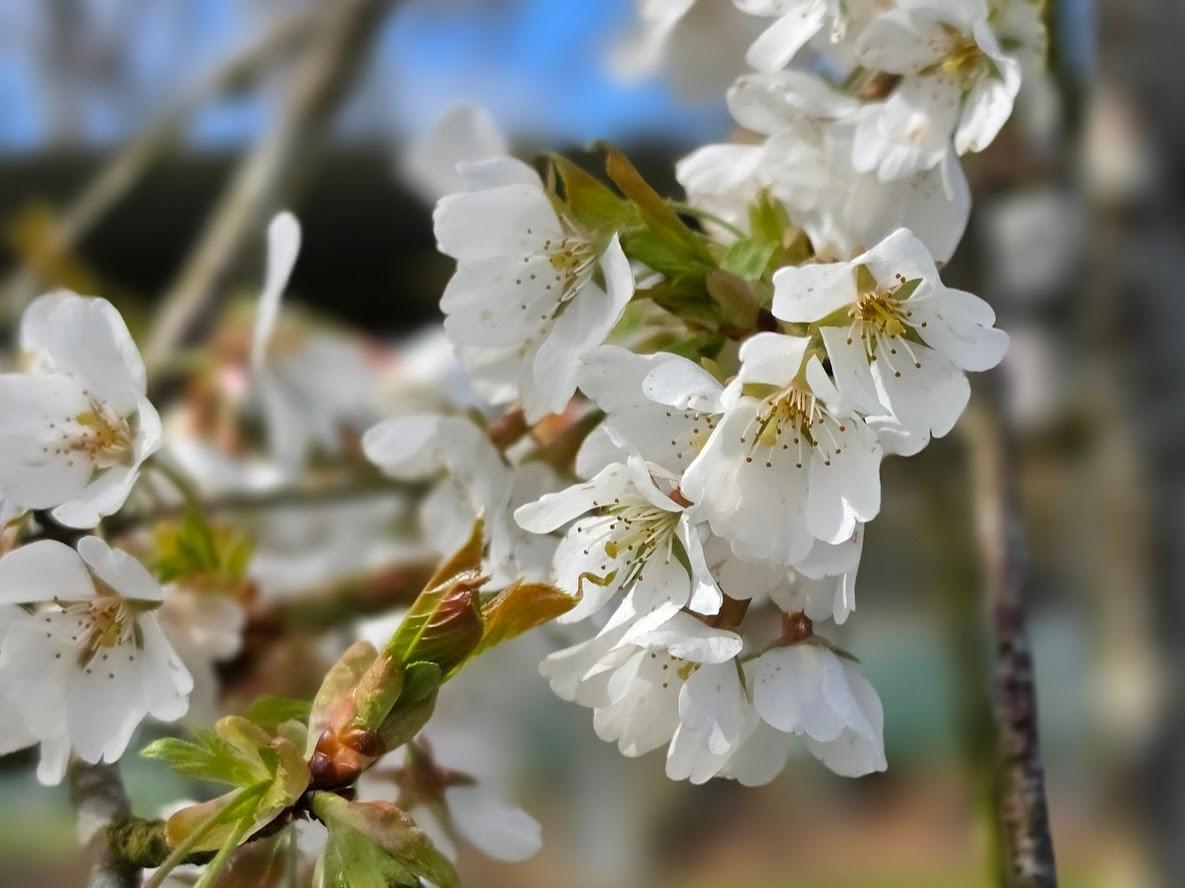 Prunus × Subhirtella ‘Pendula Alba’ (White Weeping Cherry)