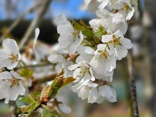 Prunus × Subhirtella ‘Pendula Alba’ (White Weeping Cherry)