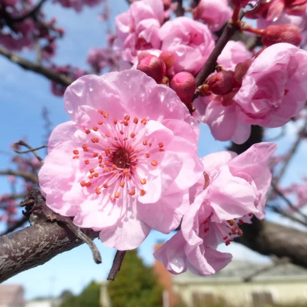 Prunus × blireana (Flowering Plum / Purple Leaf Plum)