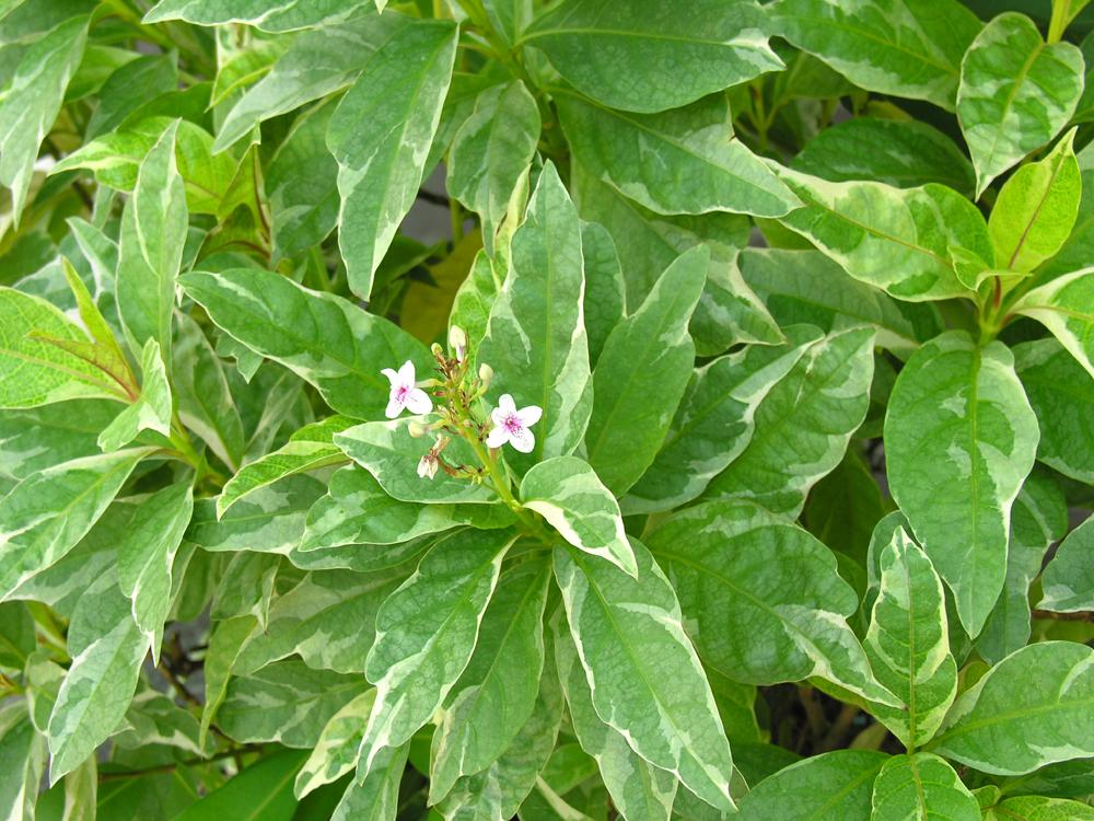 Pseuderanthemum Variabile (Pastel Flower)