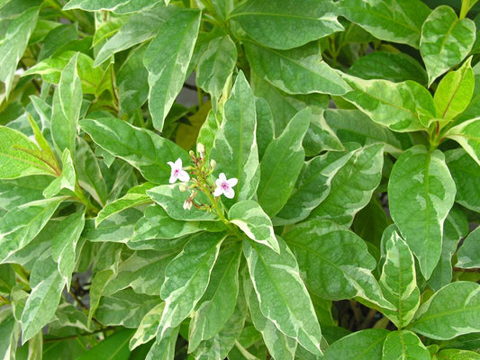 Pseuderanthemum Variabile (Pastel Flower)