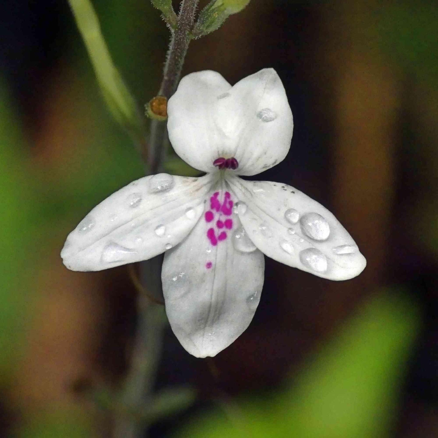Pseuderanthemum Variabile (Pastel Flower)