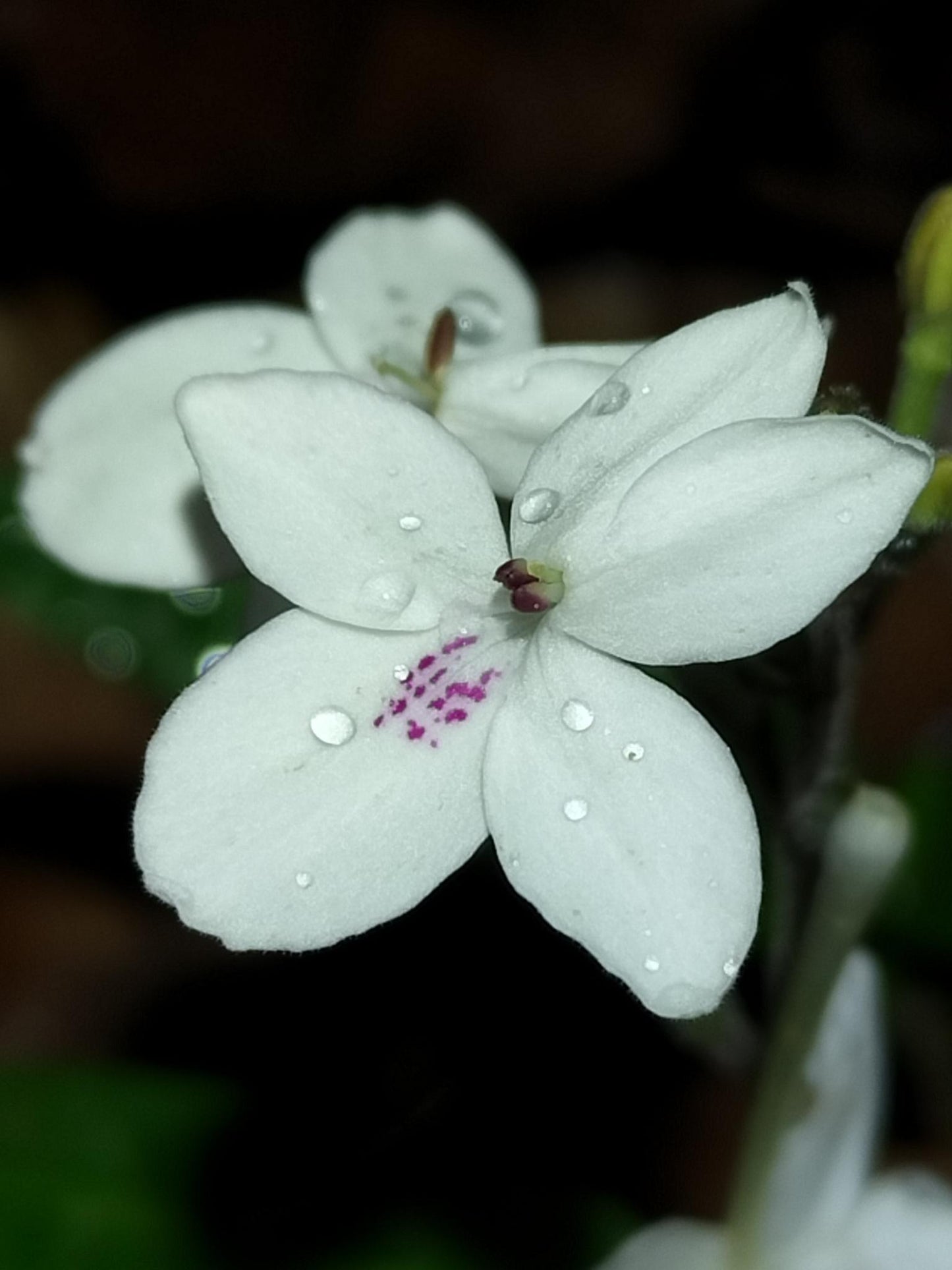 Pseuderanthemum Variabile (Pastel Flower)