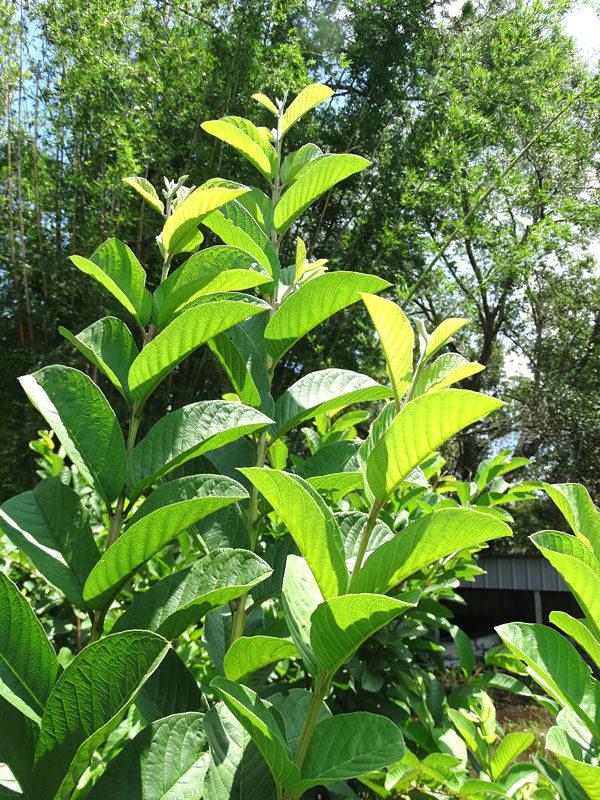 Psidium Guajava ‘Thai White’ (Thai White Guava)