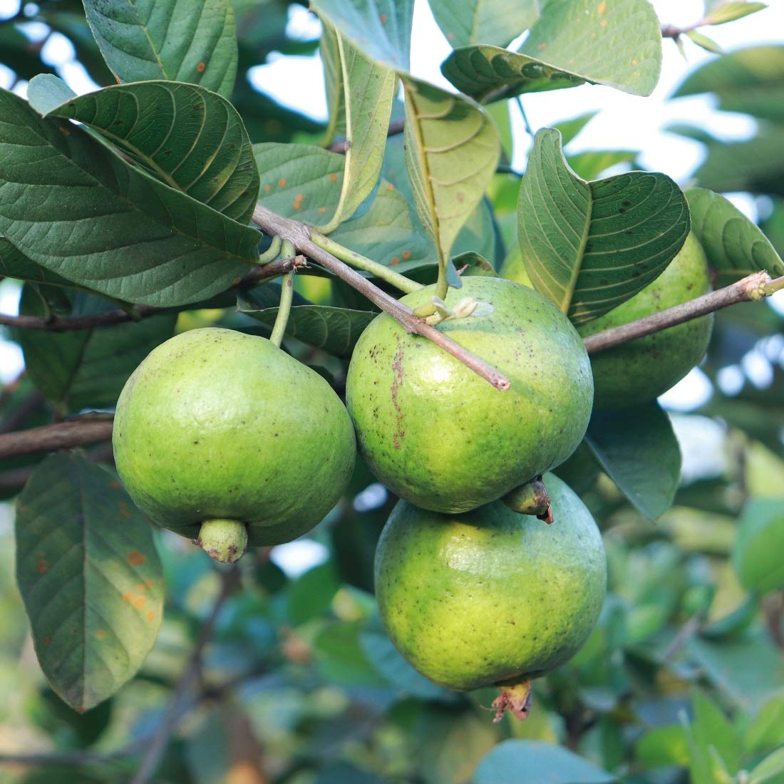 Psidium Guajava ‘Thai White’ (Thai White Guava)