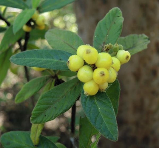 Psychotria loniceroides (Hairy Psychotria)