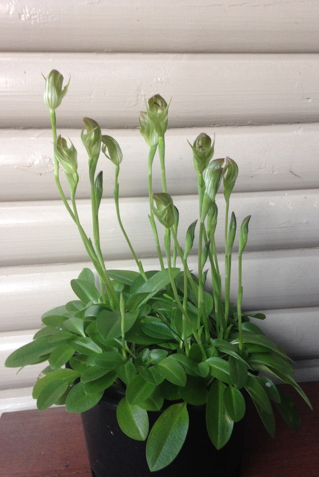 Pterostylis Curta (Blunt Greenhood Orchid)