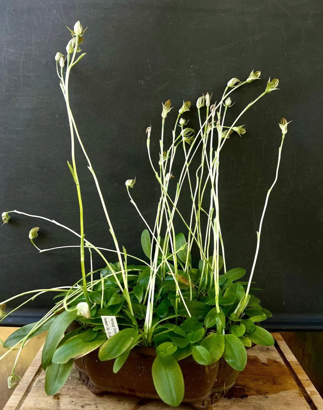 Pterostylis Curta (Blunt Greenhood Orchid)